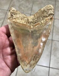 GORGEOUS PATHOLOGICAL 5.72 Indonesian Megalodon Shark Tooth Fossil