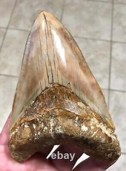 GORGEOUS PATHOLOGICAL 5.72 Indonesian Megalodon Shark Tooth Fossil