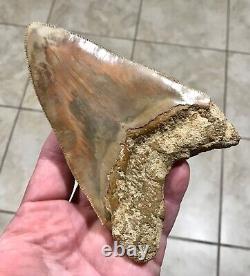 GORGEOUS PATHOLOGICAL 5.72 Indonesian Megalodon Shark Tooth Fossil