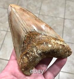 GORGEOUS PATHOLOGICAL 5.72 Indonesian Megalodon Shark Tooth Fossil