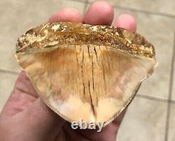 GORGEOUS PATHOLOGICAL 5.72 Indonesian Megalodon Shark Tooth Fossil