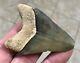 Gorgeous Patho- B. Valley 2.65 X 1.89 Megalodon Shark Tooth Fossil