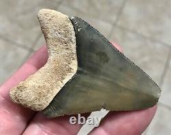 GORGEOUS PATHO- B. VALLEY 2.65 x 1.89 Megalodon Shark Tooth Fossil