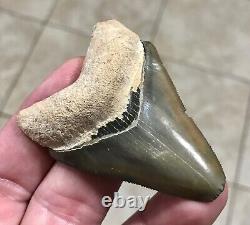 GORGEOUS PATHO- B. VALLEY 2.65 x 1.89 Megalodon Shark Tooth Fossil