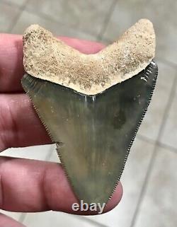 GORGEOUS PATHO- B. VALLEY 2.65 x 1.89 Megalodon Shark Tooth Fossil
