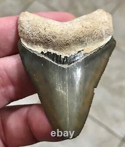 GORGEOUS PATHO- B. VALLEY 2.65 x 1.89 Megalodon Shark Tooth Fossil