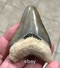 GORGEOUS PATHO- B. VALLEY 2.65 x 1.89 Megalodon Shark Tooth Fossil