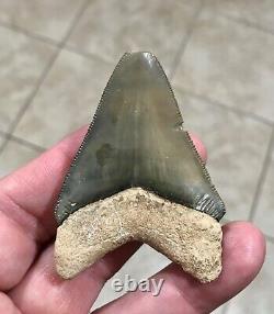 GORGEOUS PATHO- B. VALLEY 2.65 x 1.89 Megalodon Shark Tooth Fossil