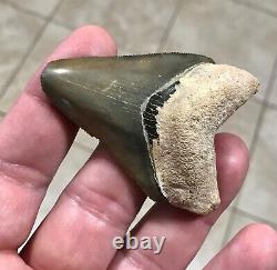 GORGEOUS PATHO- B. VALLEY 2.65 x 1.89 Megalodon Shark Tooth Fossil