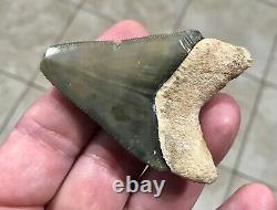 GORGEOUS PATHO- B. VALLEY 2.65 x 1.89 Megalodon Shark Tooth Fossil