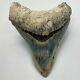 Gorgeous Sharply Serrated 3.92 Fossil Indonesian Megalodon Shark Tooth