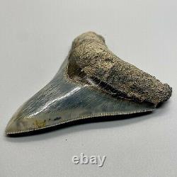 GORGEOUS Sharply Serrated 3.92 Fossil INDONESIAN MEGALODON Shark Tooth