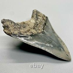 GORGEOUS Sharply Serrated 3.92 Fossil INDONESIAN MEGALODON Shark Tooth