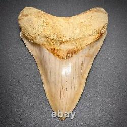 GORGEOUS, Sharply Serrated 4.84 Fossil INDONESIAN MEGALODON Shark Tooth