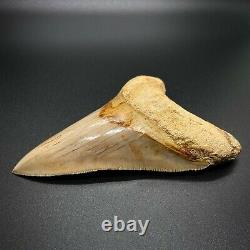 GORGEOUS, Sharply Serrated 4.84 Fossil INDONESIAN MEGALODON Shark Tooth