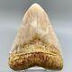 Gorgeous, Sharply Serrated 6.03 Fossil Indonesian Megalodon Shark Tooth