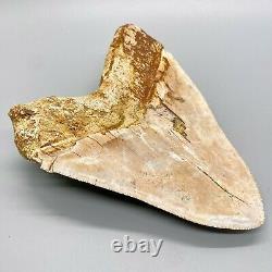 GORGEOUS, Sharply Serrated 6.03 Fossil INDONESIAN MEGALODON Shark Tooth