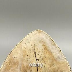 GORGEOUS, Sharply Serrated 6.03 Fossil INDONESIAN MEGALODON Shark Tooth