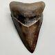 Gorgeous Brown 3.03 Fossil Megalodon Shark Tooth