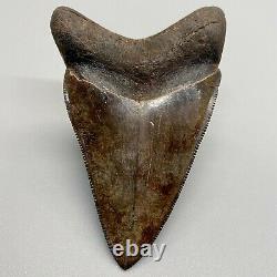 GORGEOUS brown 3.03 Fossil MEGALODON Shark Tooth