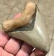 Grandly Attractive B. Valley 3.6 Megalodon Shark Tooth Fossil