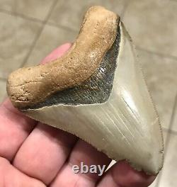 GRANDLY ATTRACTIVE B. VALLEY 3.6 Megalodon Shark Tooth Fossil