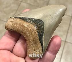 GRANDLY ATTRACTIVE B. VALLEY 3.6 Megalodon Shark Tooth Fossil