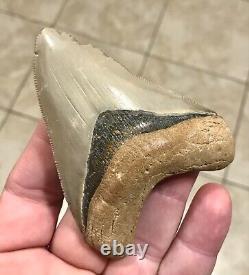 GRANDLY ATTRACTIVE B. VALLEY 3.6 Megalodon Shark Tooth Fossil