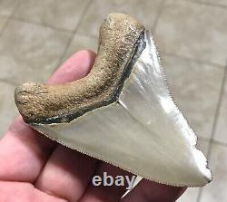 GRANDLY ATTRACTIVE B. VALLEY 3.6 Megalodon Shark Tooth Fossil