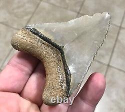 GRANDLY ATTRACTIVE B. VALLEY 3.6 Megalodon Shark Tooth Fossil