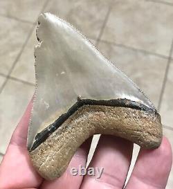 GRANDLY ATTRACTIVE B. VALLEY 3.6 Megalodon Shark Tooth Fossil