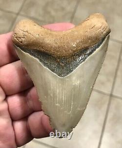 GRANDLY ATTRACTIVE B. VALLEY 3.6 Megalodon Shark Tooth Fossil