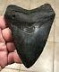 Grandly Killer'digested' Upper Megalodon Shark Tooth Fossil