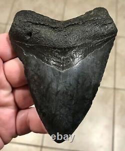 GRANDLY KILLER'DIGESTED' UPPER Megalodon Shark Tooth Fossil