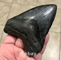 GRANDLY KILLER'DIGESTED' UPPER Megalodon Shark Tooth Fossil