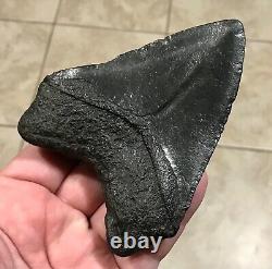 GRANDLY KILLER'DIGESTED' UPPER Megalodon Shark Tooth Fossil