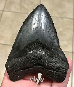 GRANDLY KILLER'DIGESTED' UPPER Megalodon Shark Tooth Fossil