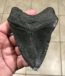 GRANDLY KILLER'DIGESTED' UPPER Megalodon Shark Tooth Fossil