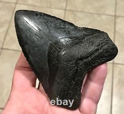 GRANDLY KILLER'DIGESTED' UPPER Megalodon Shark Tooth Fossil