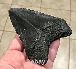 GRANDLY KILLER'DIGESTED' UPPER Megalodon Shark Tooth Fossil