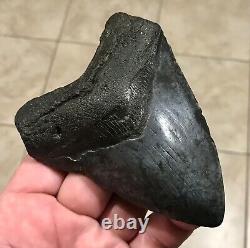 GRANDLY KILLER'DIGESTED' UPPER Megalodon Shark Tooth Fossil