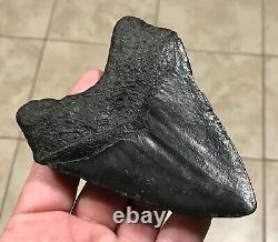 GRANDLY KILLER'DIGESTED' UPPER Megalodon Shark Tooth Fossil