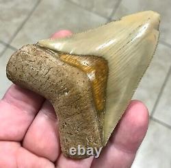 GRANDLY STUNNING B. VALLEY 3.61 x 2.75 Megalodon Shark Tooth Fossil