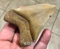 GRANDLY STUNNING B. VALLEY 3.61 x 2.75 Megalodon Shark Tooth Fossil