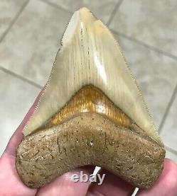 GRANDLY STUNNING B. VALLEY 3.61 x 2.75 Megalodon Shark Tooth Fossil