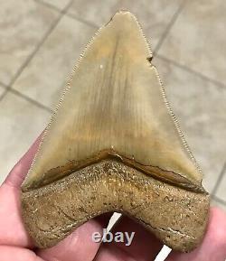 GRANDLY STUNNING B. VALLEY 3.61 x 2.75 Megalodon Shark Tooth Fossil