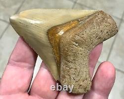 GRANDLY STUNNING B. VALLEY 3.61 x 2.75 Megalodon Shark Tooth Fossil