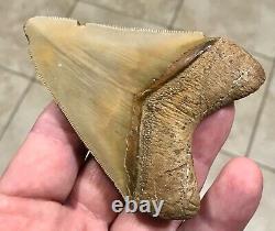 GRANDLY STUNNING B. VALLEY 3.61 x 2.75 Megalodon Shark Tooth Fossil