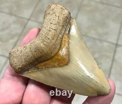 GRANDLY STUNNING B. VALLEY 3.61 x 2.75 Megalodon Shark Tooth Fossil