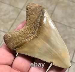 GRANDLY STUNNING B. VALLEY 3.61 x 2.75 Megalodon Shark Tooth Fossil